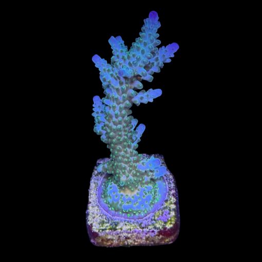 Tortuosa Turcoise G