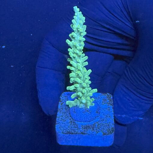 Turak Green M