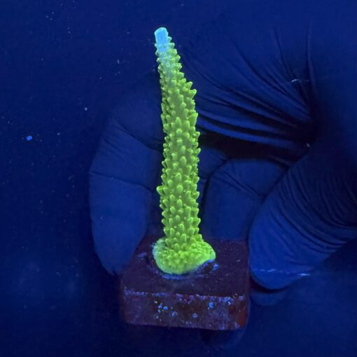 Yongei Green Blue Tips M