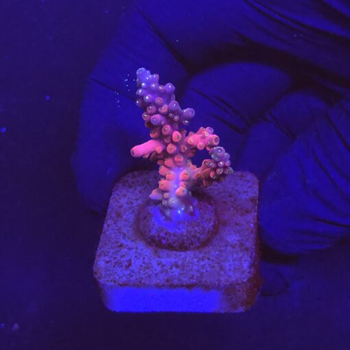 Austera Pink Yellow Tips M