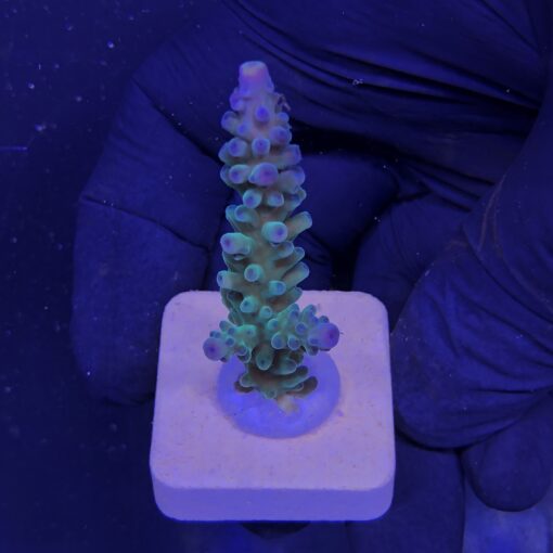 Blueberry M (Skuarosa)