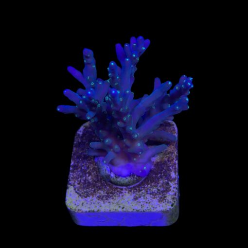 Caroliniana Purple Neon Polyps M