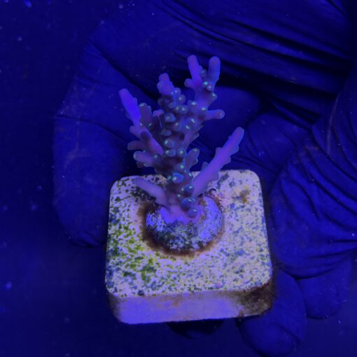 Caroliniana Purple Neon Polyps M