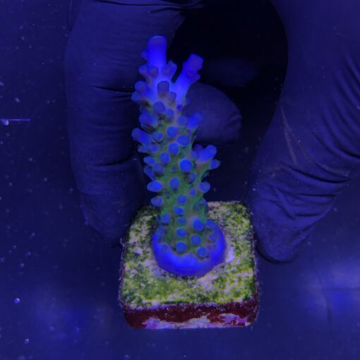 Gomezi Blue M