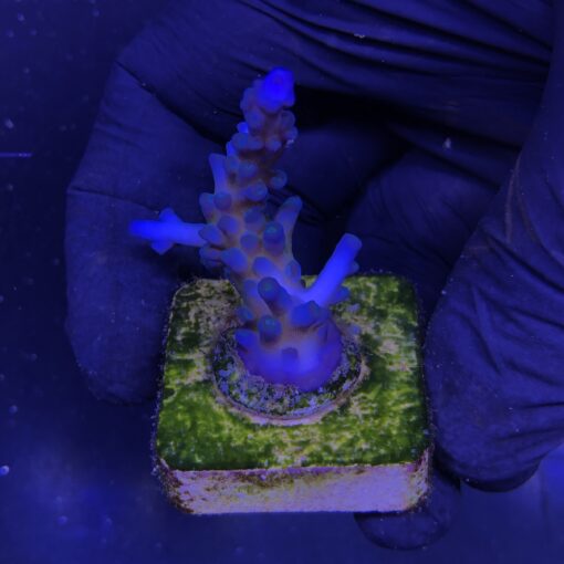 Gomezi Blue M