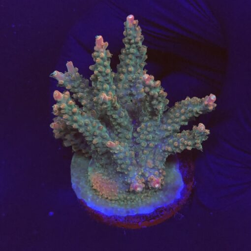 Insignis Mini Colônia