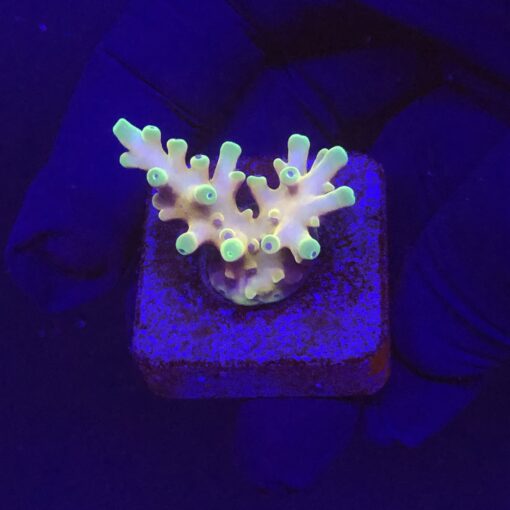 Jaw Dropper P