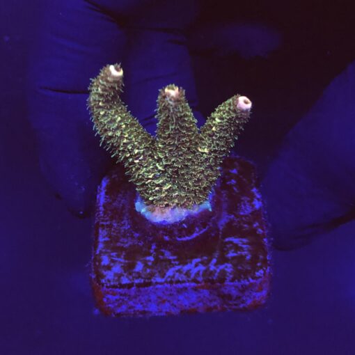 Millepora Blaze M