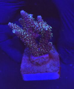 Millepora Blue M