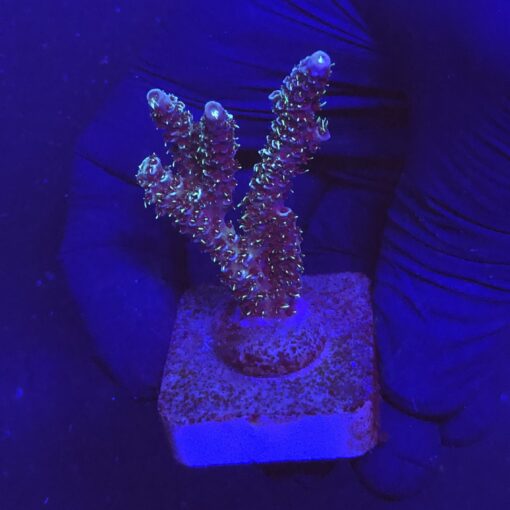 Millepora Blue M