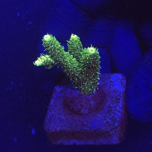 Millepora Eletric Green M
