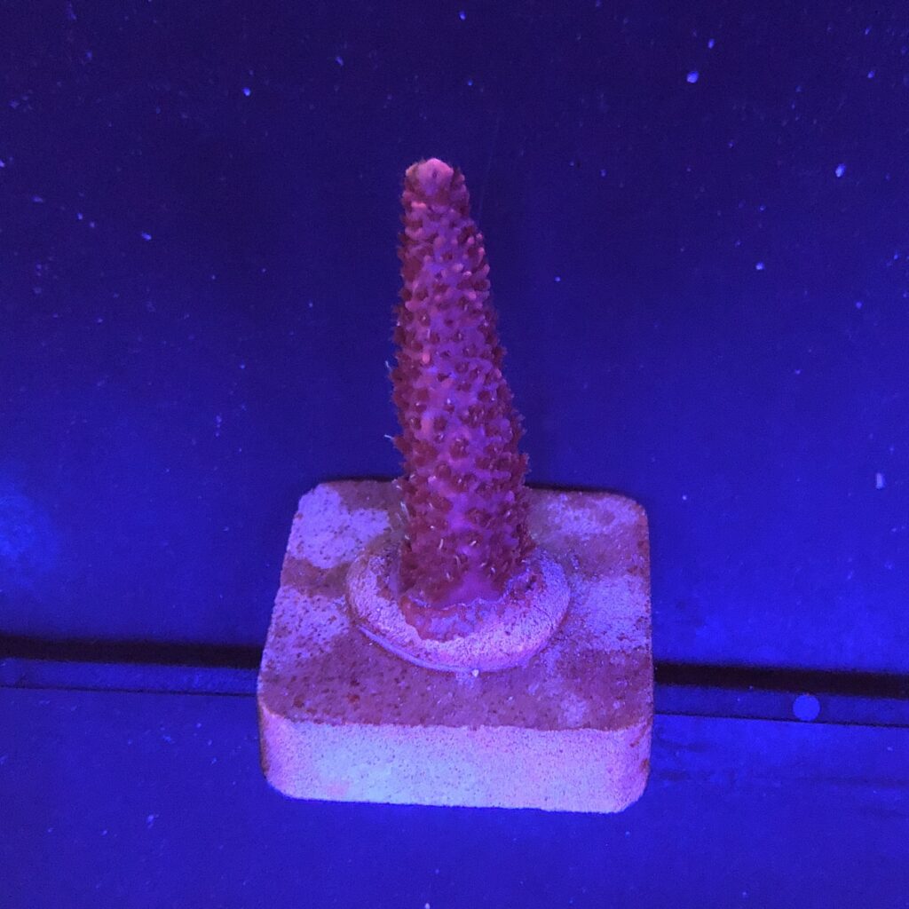 Ocyan