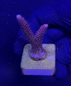 Millepora Pink M