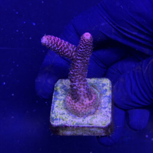 Millepora Pink M