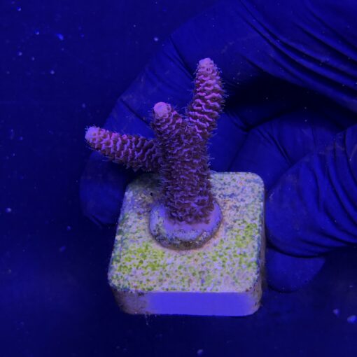 Millepora Pink M