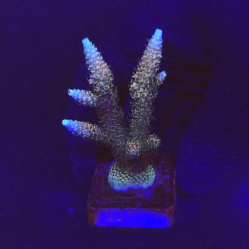 Millepora Tricolor M