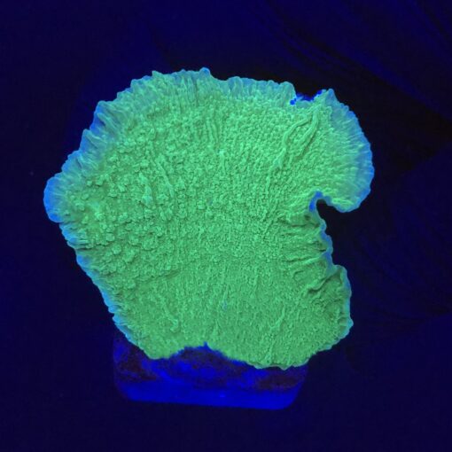 Montipora Capricornio Green M