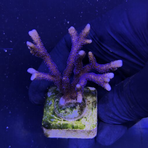 Montipora Digitada Blue German M