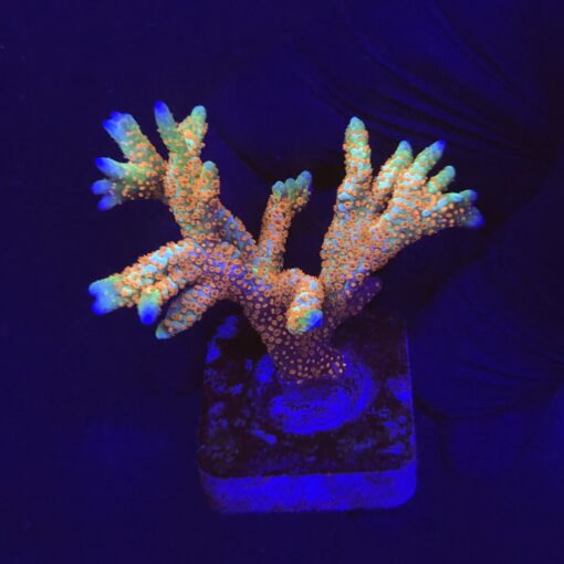 Montipora Forest Fire G