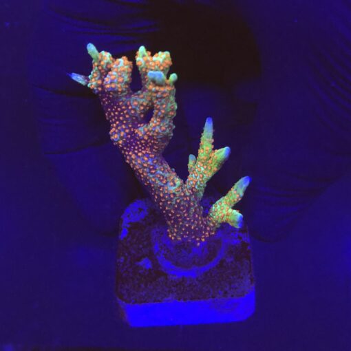 Montipora Forest Fire M