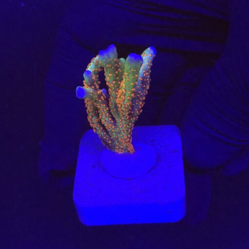 Montipora Forest Fire M