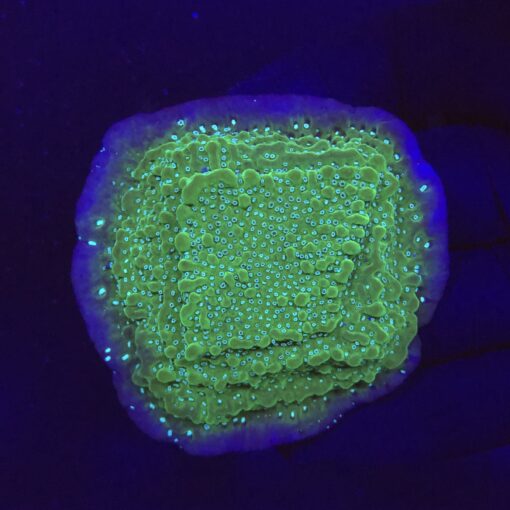 Montipora Undata Purple G