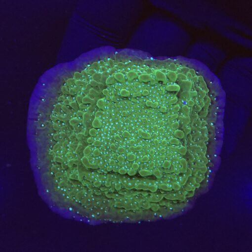 Montipora Undata Purple G