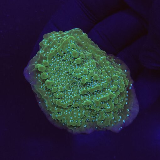 Montipora Undata Purple G