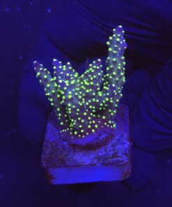 Nana Purple Neon Polyps M