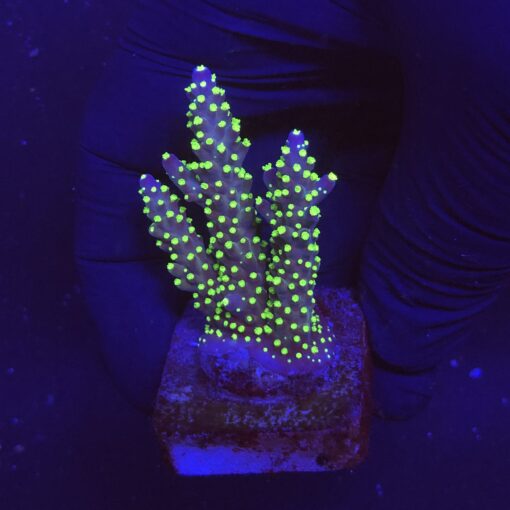 Nana Purple Neon Polyps M