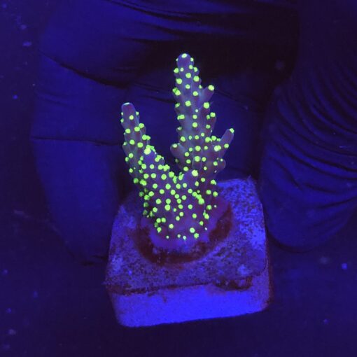 Nana Purple Neon Polyps M