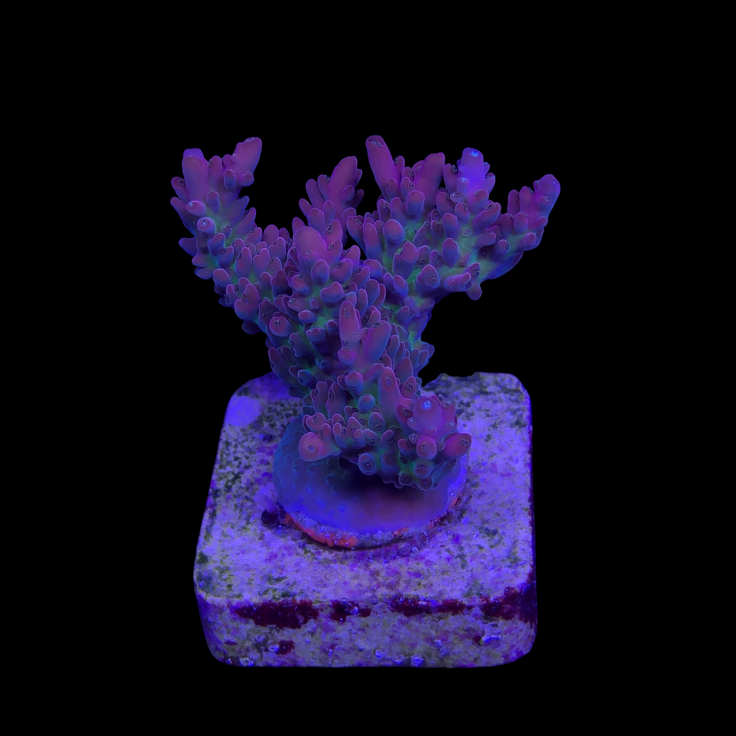 Nebulosa M - Imagem 2