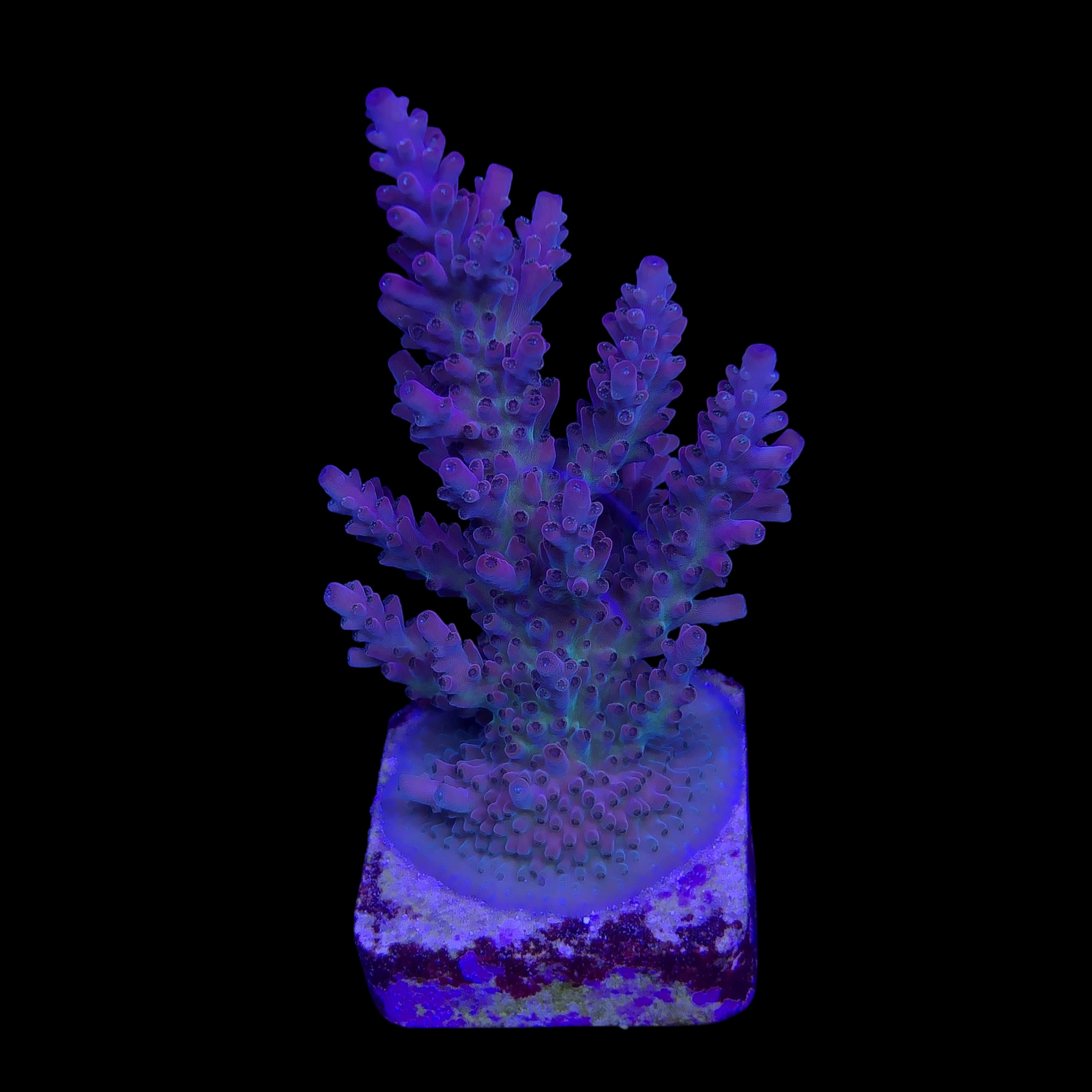 Nebulosa Mini Colônia - Imagem 2