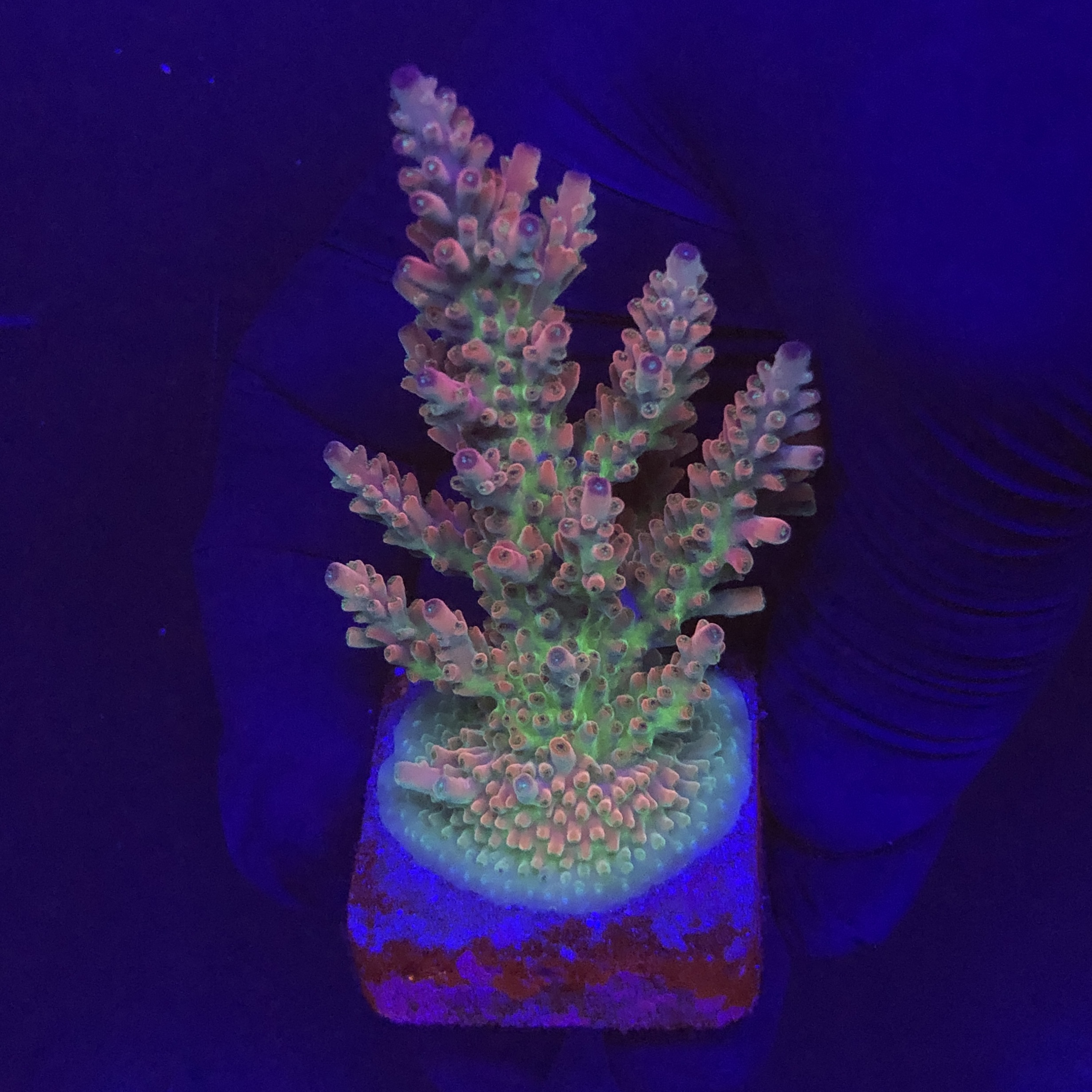 Nebulosa Mini Colônia