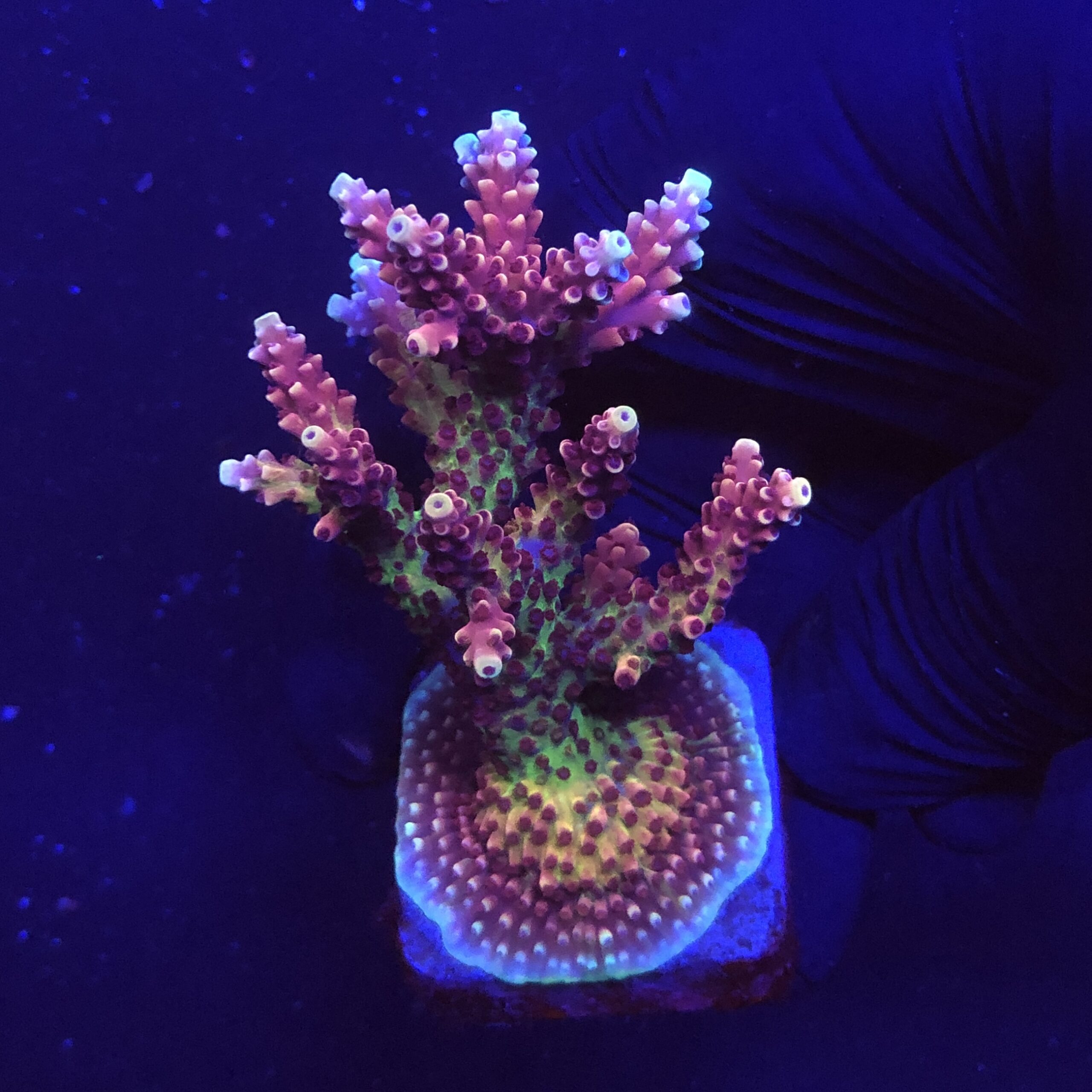 Pink Cadillac Mini Colônia