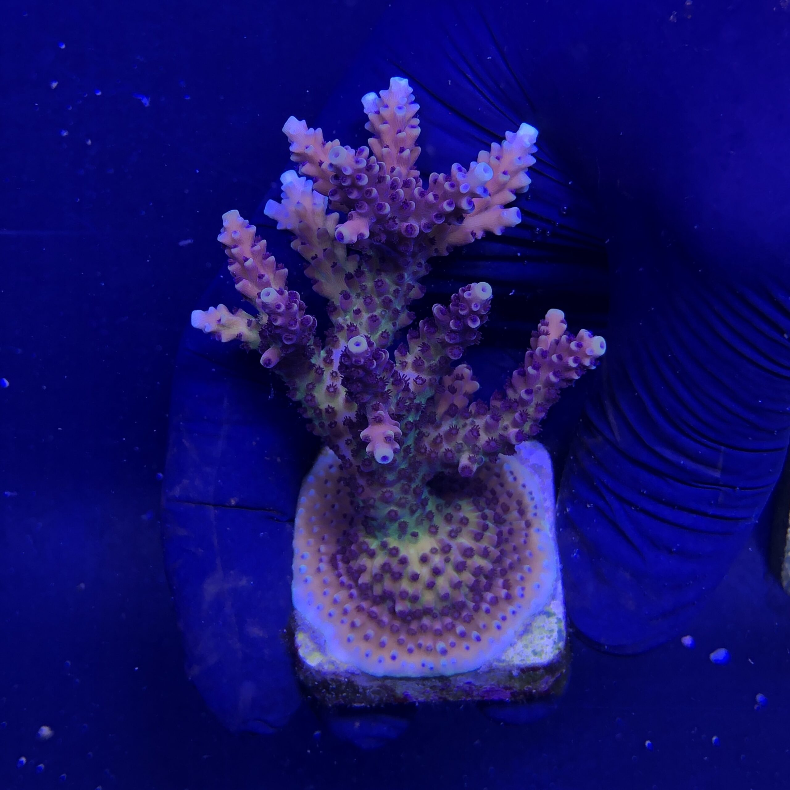 Pink Cadillac Mini Colônia - Imagem 2