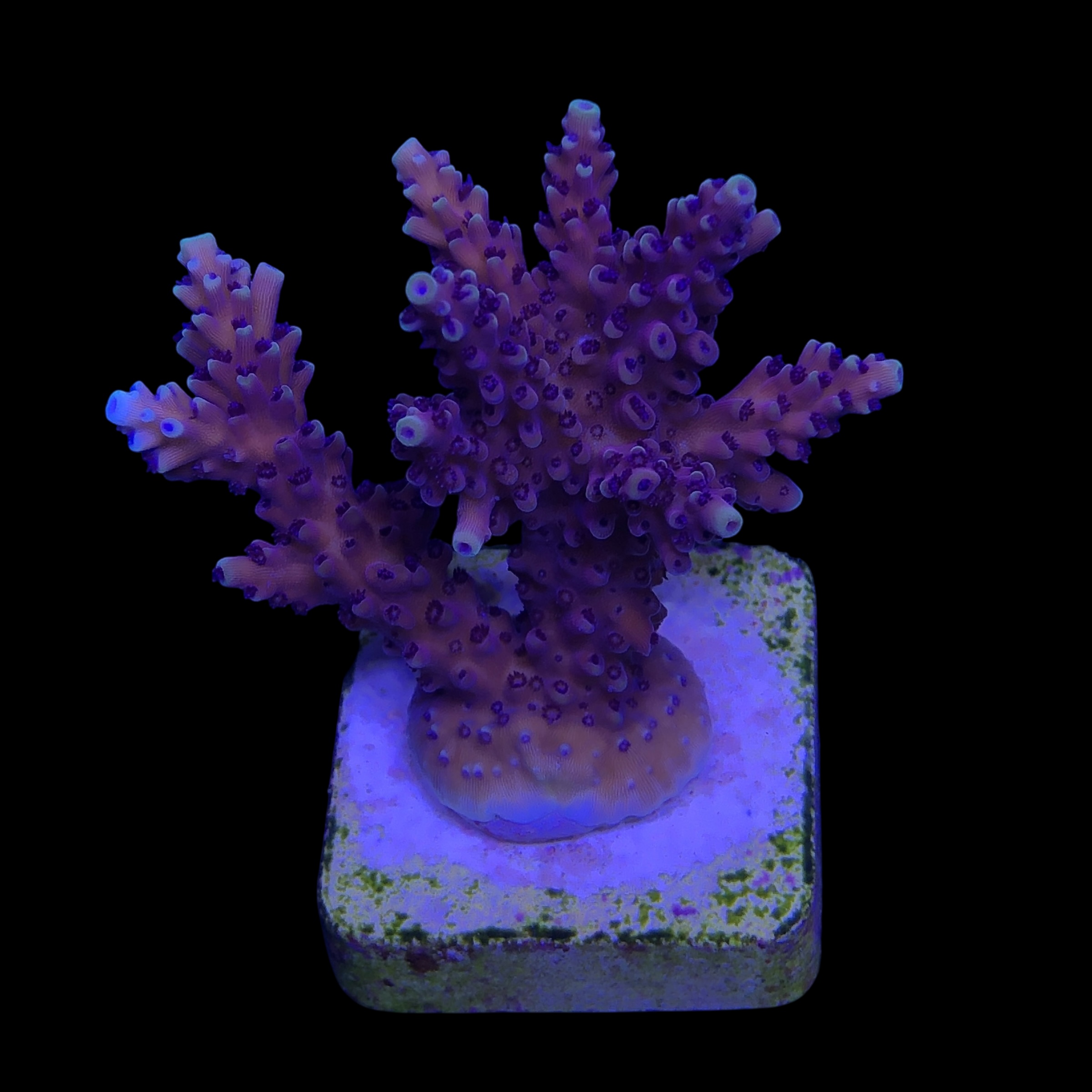 Pink Cadillac M - Imagem 2