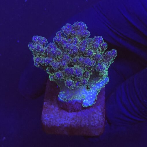 Pocillopora Purple M