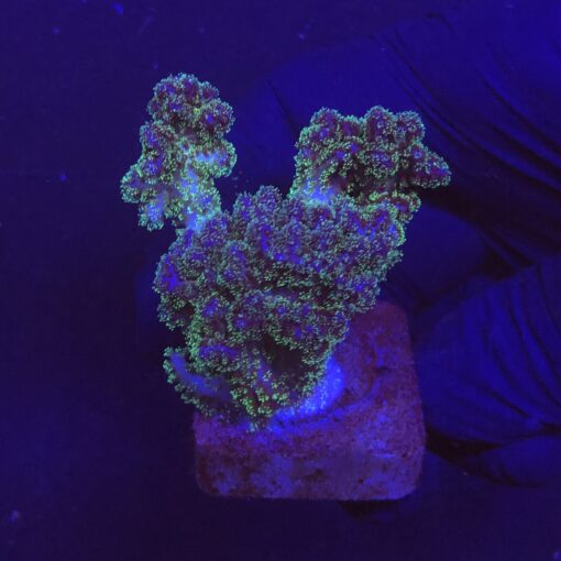 Pocillopora Purple M