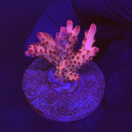 Radical Pink M