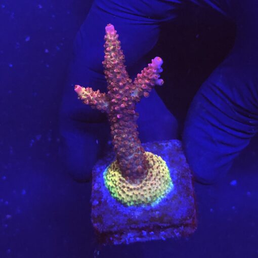 Red Robin Staghorn M