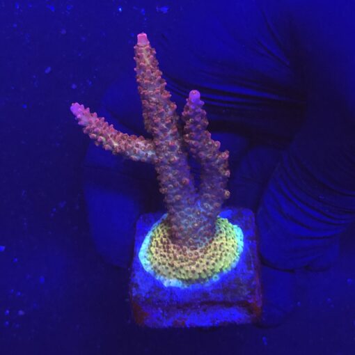 Red Robin Staghorn M