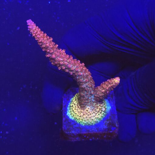 Red Robin Staghorn M