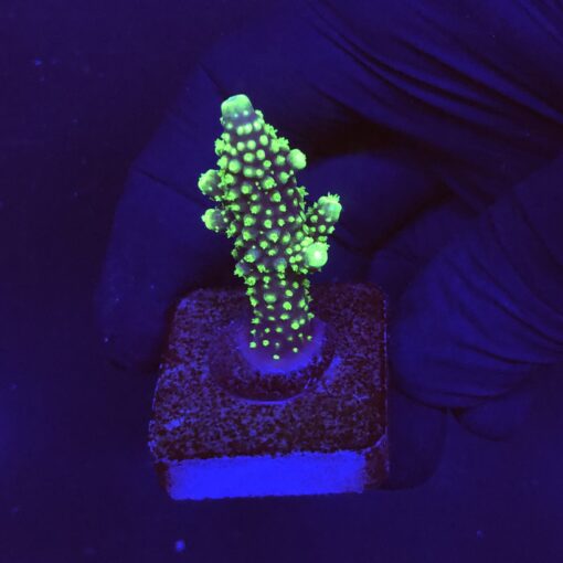 Salmoensis Green M