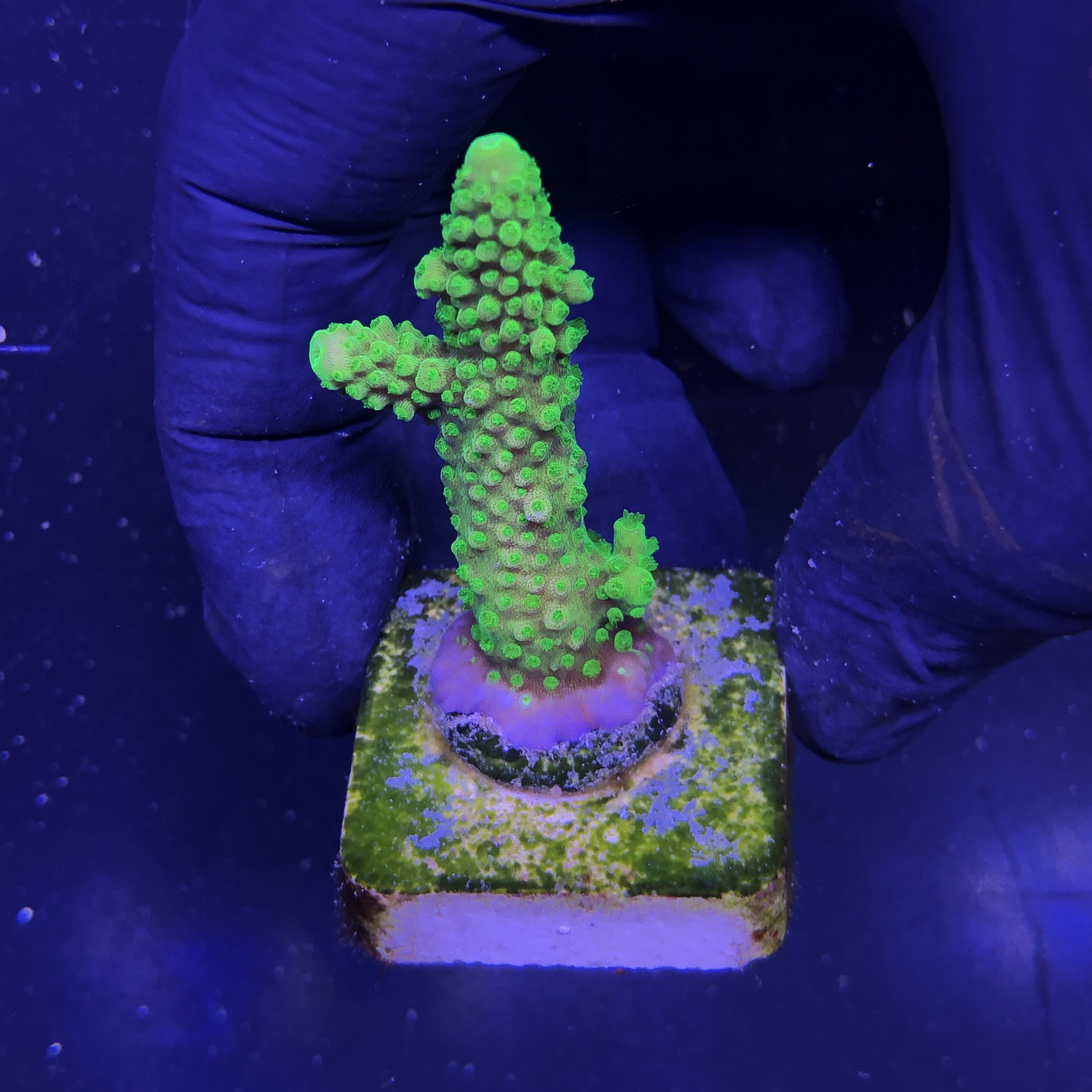 Salmoensis Green M - Imagem 2