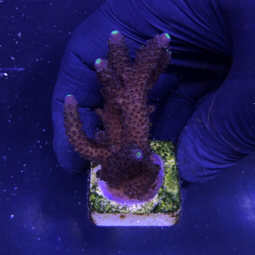 Salmoensis Purple G