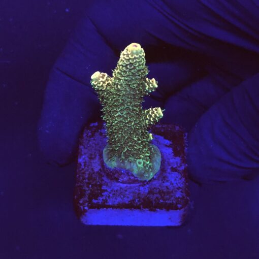 Spathulata Golden M