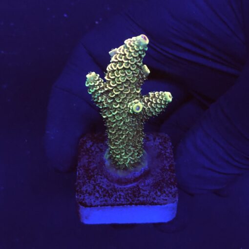 Spathulata Golden M