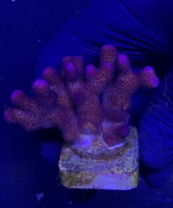 Stylophora Pink M