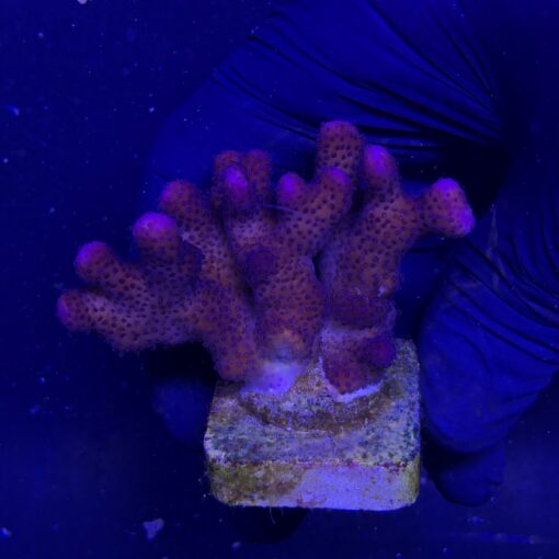 Stylophora Pink M